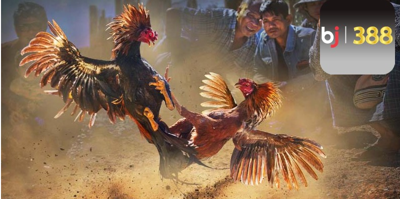 Đá gà Thomo BJ388 trận chiến nghẹt thở những chiến kê