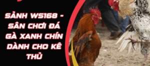 Sảnh WS168 BJ388 giải trí đỉnh cao cho cược thủ chuyên nghiệp
