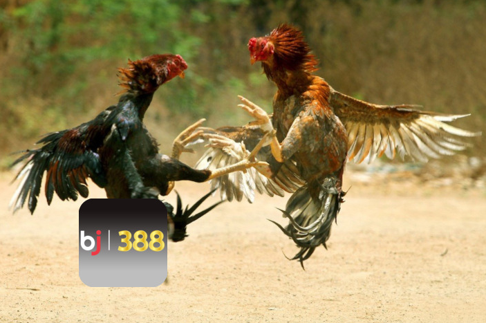 Đá gà BJ388 sân chơi trực tuyến cho người đam mê cá cược
