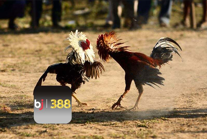 Làm sao để tham gia chơi đá gà BJ388?