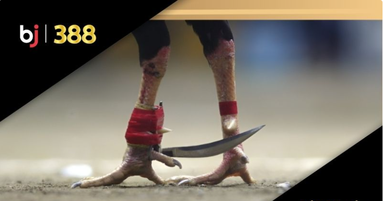 Đá gà cựa dao BJ388 trận chiến đỉnh cao cho tín đồ gà đá