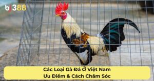 Các Loại Gà Đá Ở Việt Nam: Ưu Điểm & Cách Chăm Sóc