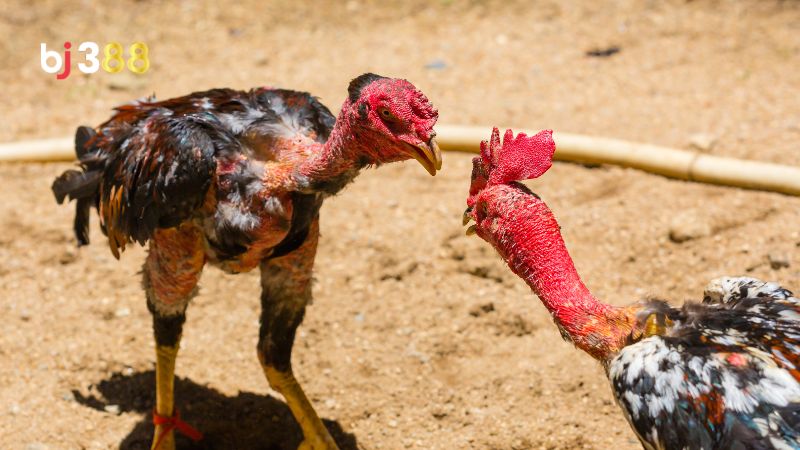 Các giai đoạn vần gà và cách tập luyện phù hợp