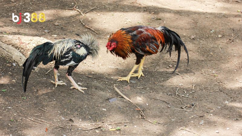 Cách chăm sóc gà sau khi cắt tai để nhanh hồi phục