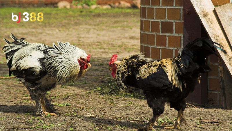 Cách chăm sóc gà thay lông để chuẩn bị đá