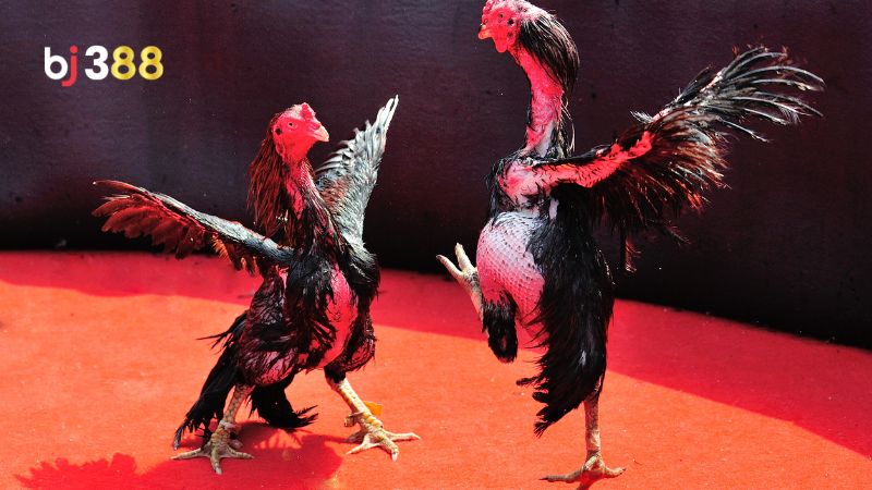Chia sẻ cách huấn luyện gà đá đen từ sư kê lâu năm