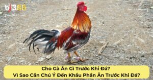 Cho Gà Ăn Gì Trước Khi Đá? Vì Sao Cần Chú Ý Đến Khẩu Phần Ăn Trước Khi Đá?