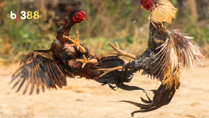 Cựa gà là gì?