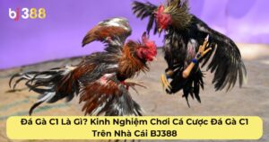 Đá Gà C1 Là Gì? Kinh Nghiệm Chơi Cá Cược Đá Gà C1 Trên Nhà Cái BJ388