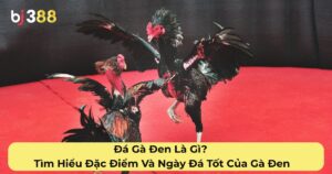 Đá Gà Đen Là Gì? Tìm Hiểu Đặc Điểm Và Ngày Đá Tốt Của Gà Đen