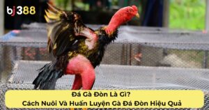 Đá Gà Đòn Là Gì? Cách Nuôi Và Huấn Luyện Gà Đá Đòn Hiệu Quả