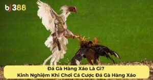 Đá Gà Hàng Xáo Là Gì? Kinh Nghiệm Khi Chơi Cá Cược Đá Gà Hàng Xáo