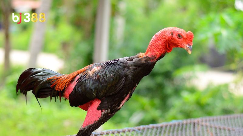 Đặc điểm nổi bật của đá gà đòn