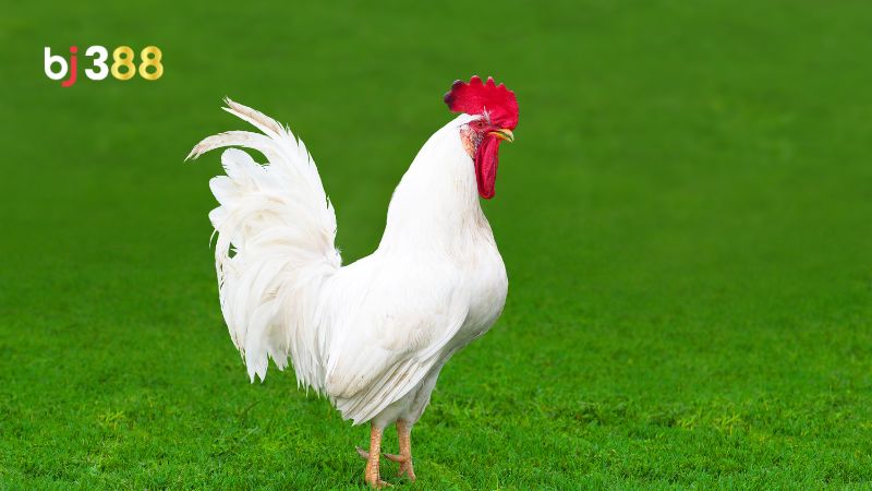 Đặc điểm nổi bật của gà bướm
