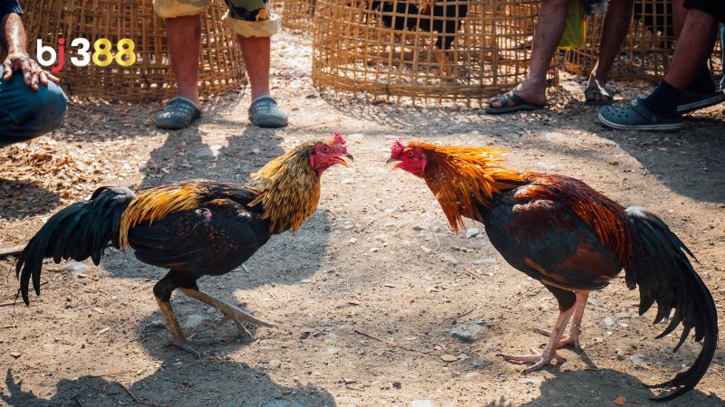 Đặc điểm nổi bật nhất của gà điều