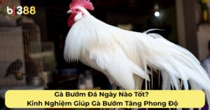 Gà Bướm Đá Ngày Nào Tốt? Kinh Nghiệm Giúp Gà Bướm Tăng Phong Độ Trong Ngày Đá