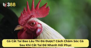 Gà Cắt Tai Bao Lâu Thì Đá Được? Cách Chăm Sóc Gà Sau Khi Cắt Tai Để Nhanh Hồi Phục