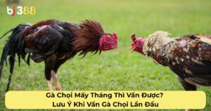Gà Chọi Mấy Tháng Thì Vần Được? Lưu Ý Khi Vần Gà Chọi Lần Đầu