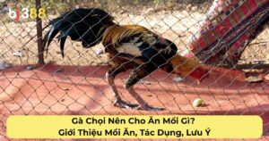 Gà Chọi Nên Cho Ăn Mồi Gì? Giới Thiệu Mồi Ăn, Tác Dụng, Lưu Ý