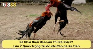 Gà Chọi Nuôi Bao Lâu Thì Đá Được? Lưu Ý Quan Trọng Trước Khi Cho Gà Ra Trận