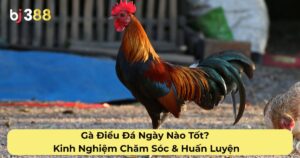 Gà Điều Đá Ngày Nào Tốt? Kinh Nghiệm Chăm Sóc & Huấn Luyện Để Gà Điều Đá Tốt Từ Sư Kê