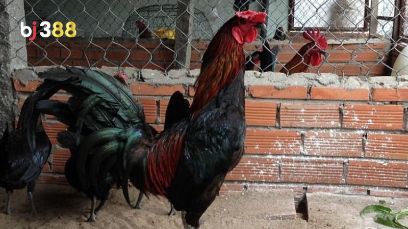 Gà Peru