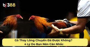 Gà Thay Lông Chuyền Đá Được Không? 4 Lý Do Bạn Nên Cân Nhắc