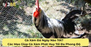 Gà Xám Đá Ngày Nào Tốt? Các Mẹo Giúp Gà Xám Phát Huy Tối Đa Phong Độ Trong Ngày Đá