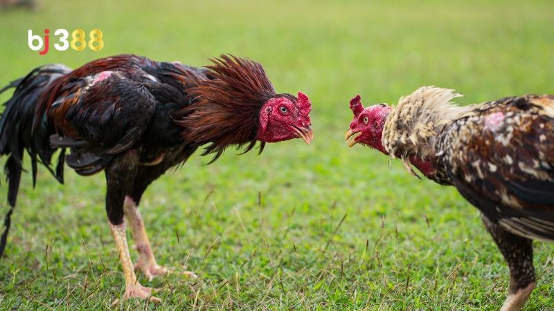 Gà chọi mấy tháng thì vần được?