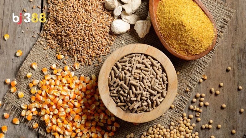 Gà chọi nên cho ăn mồi gì?