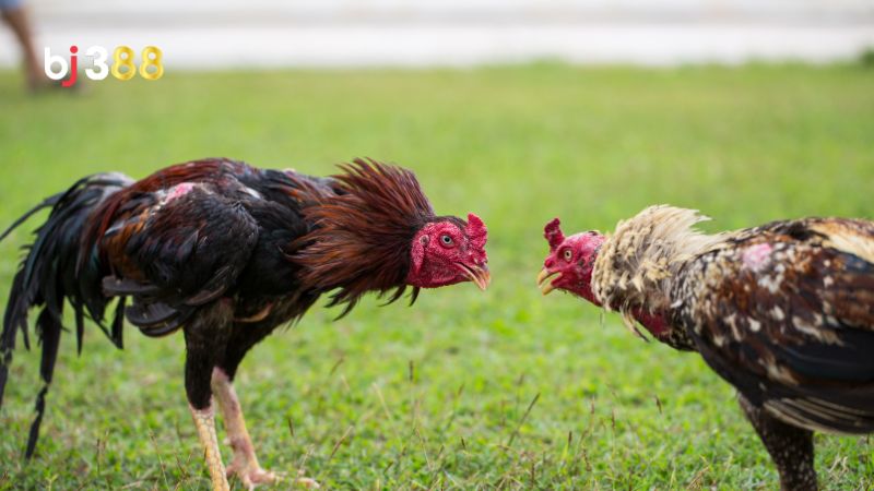 Gà thay lông chuyền có đá được không?