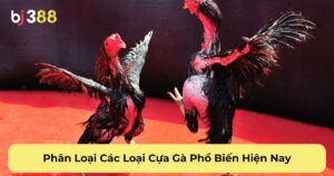 Phân Loại Các Loại Cựa Gà Phổ Biến Hiện Nay