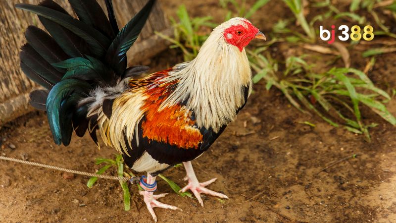 Phân loại vảy gà vấn cán theo vị trí