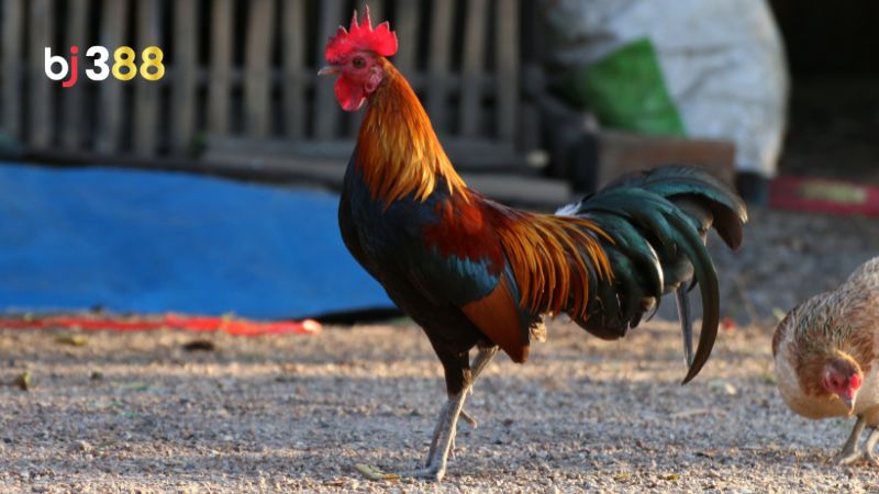 Tác hại khi chọn gà có vảy xấu 