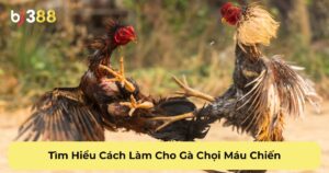 Tìm Hiểu Cách Làm Cho Gà Chọi Máu Chiến