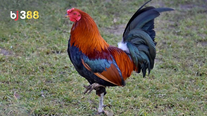 Tìm hiểu các thông tin về gà thay lông chuyền