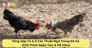 Tổng Hợp Từ A-Z Các Thuật Ngữ Trong Đá Gà (Giải Thích Ngắn Gọn & Dễ Hiểu)