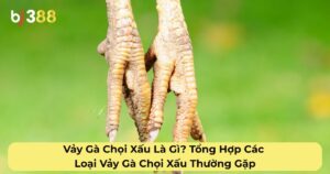 vảy gà chọi xấu là gì