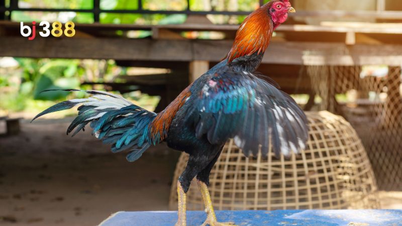 Vảy gà chọi xấu là gì?