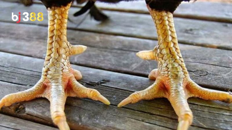 Vảy gà vấn cán là gì?
