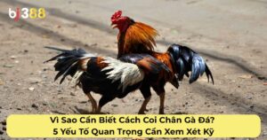 Vì Sao Cần Biết Cách Coi Chân Gà Đá? 5 Yếu Tố Quan Trọng Cần Xem Xét Kỹ
